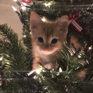 Meet your Posher, Jalenn